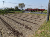 デラウエア栽培作業の様子