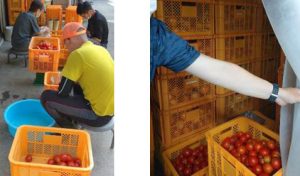 図5　収穫された加工トマトの選別・汚れ落とし、冷蔵貯蔵