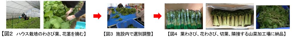 図２ ハウス栽培のわさび葉、花茎を摘む、図３ 施設内で選別調、図４ 葉わさび、花わさび、切葉、隣接する山菜加工場に納品 